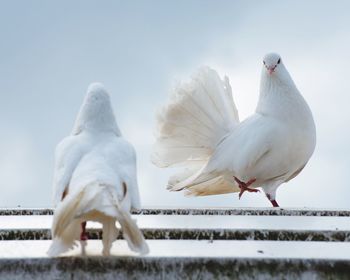 Two pigeons courting