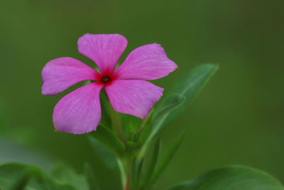 Close-up of pink flower blooming outdoors