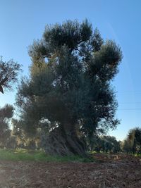 Trees on field against clear blue sky