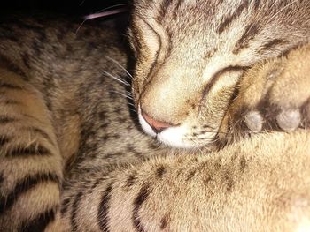 Close-up of cat sleeping