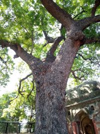 Low angle view of tree trunk in forest