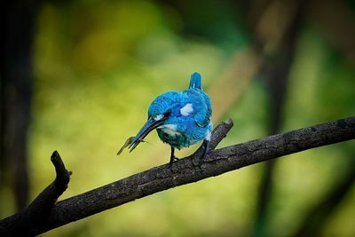 Alcedo coerulescens or the small blue kingfisher, a beautiful bird is perched