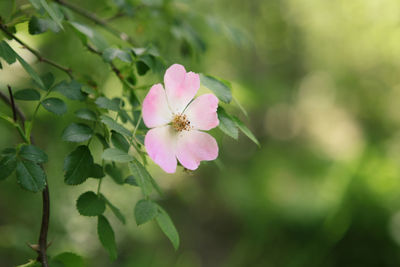 Close-up of pink flowering plant