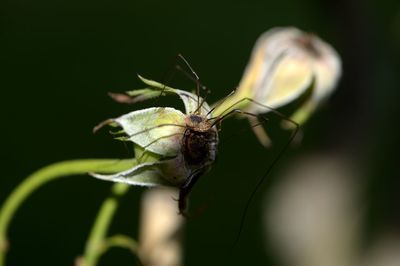 Close-up of insect on plant