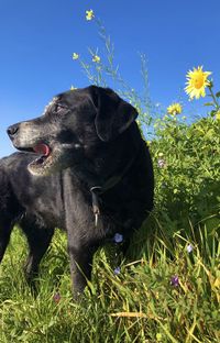 Black dog on field