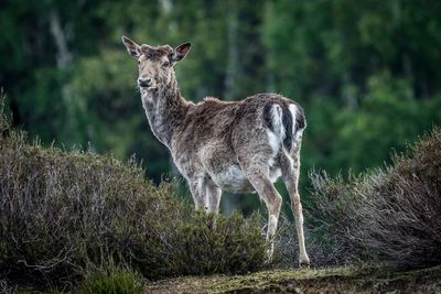 Young stag