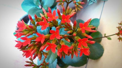 Close-up of multi colored flowers