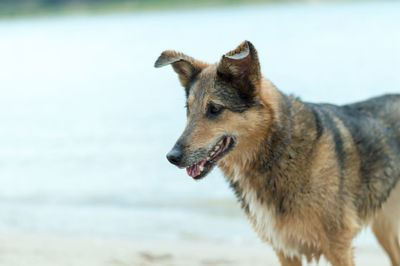 Close-up of dog at sea shore