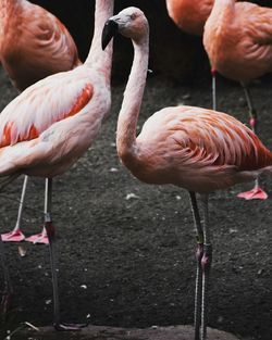 Close-up of birds in water