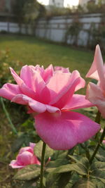 Close-up of pink flowers blooming in park