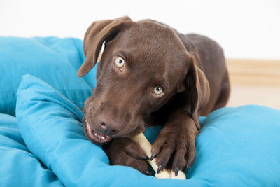 Close-up of puppy