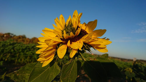 Close-up of yellow flowering plant on field against sky