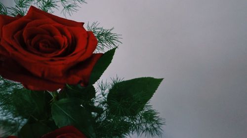 Low angle view of rose plant