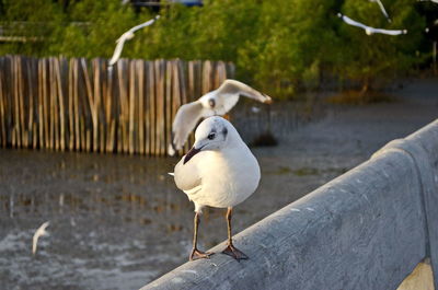 Seagull perching on a beach