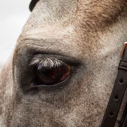 Close-up of horse eye