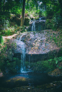 Scenic view of waterfall in forest