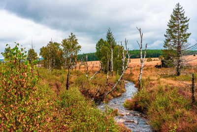 Landscape in the high fens nature park in the eifel, belgium.