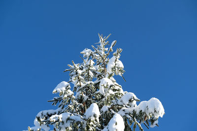 Low angle view of plant against clear blue sky
