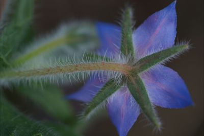 Close-up of purple flowers