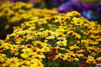 Close-up of yellow flowering plants