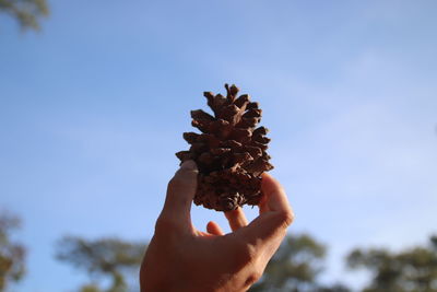 Close-up of hand holding pine cone against sky