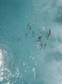 Dolphins  on  lagoon 
