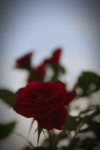 Close-up of red rose blooming outdoors