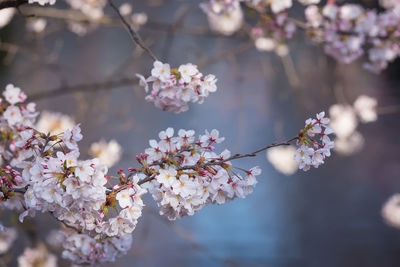 Close-up of pink flowers on branch