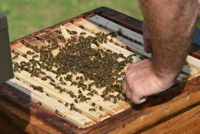 Honeycomb with western honey bees or european honey bee - apis mellifera