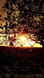 Silhouette tree on field against sky at sunset