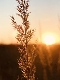 Close-up of stalks against sky during sunset