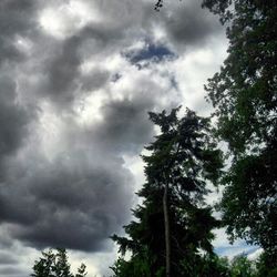 Low angle view of trees against cloudy sky