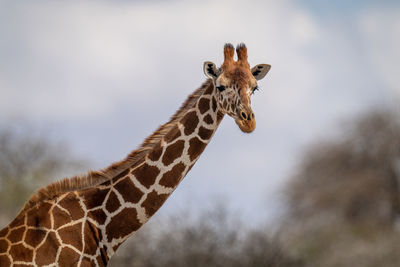 Close-up of reticulated giraffe looking at camera
