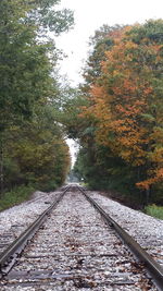 Railroad track in forest