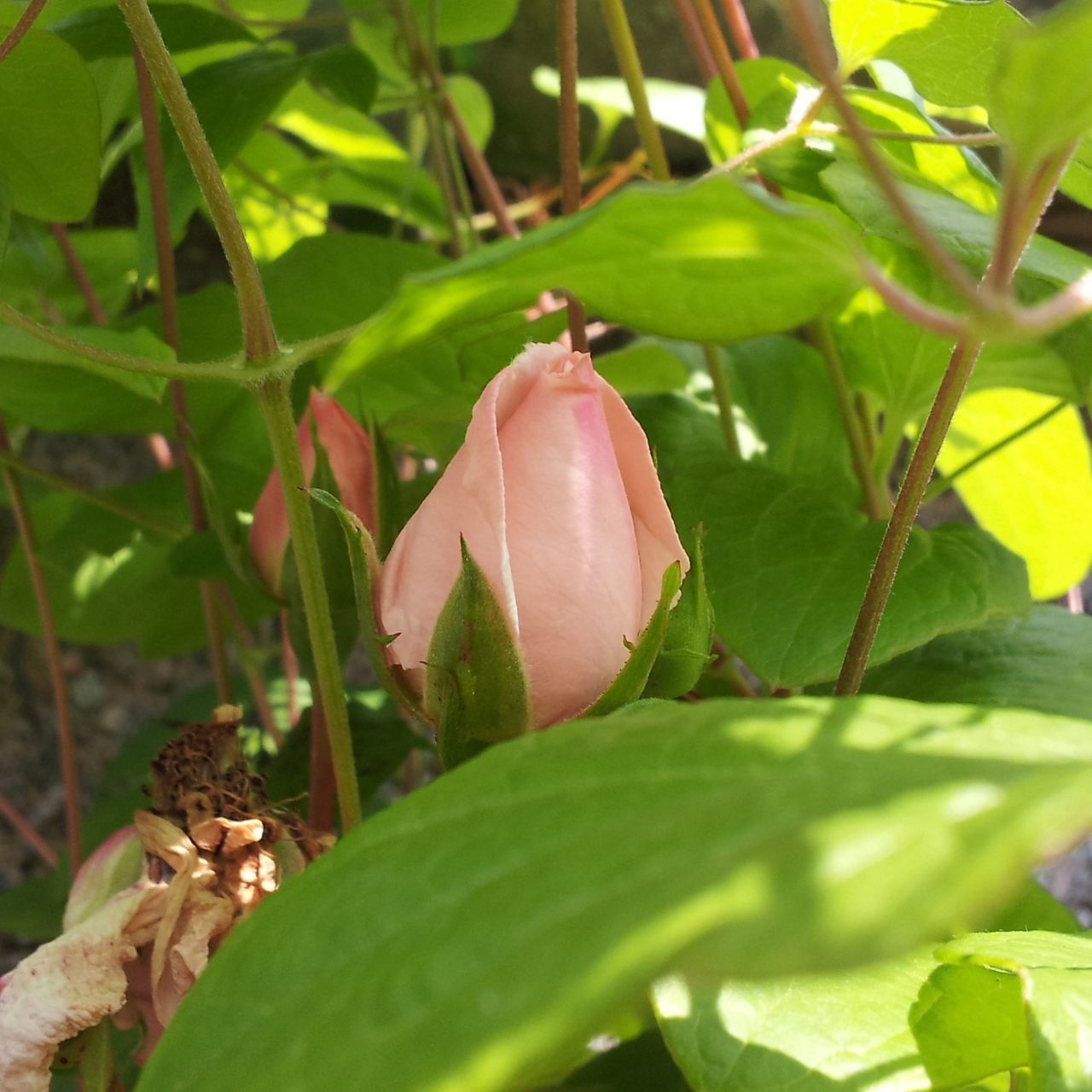 leaf, animal themes, animals in the wild, one animal, wildlife, close-up, green color, growth, plant, focus on foreground, flower, pink color, nature, freshness, insect, beauty in nature, outdoors, day, red, branch