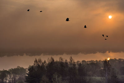 Silhouette birds flying in the sky