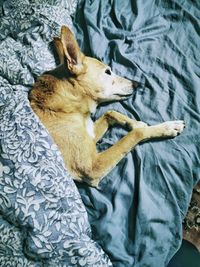 High angle view of dog lying on bed