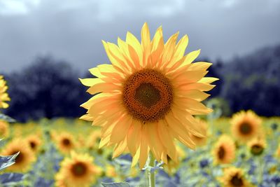 Close-up of sunflower blooming against sky