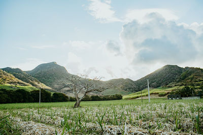 Scenic view of field against sky