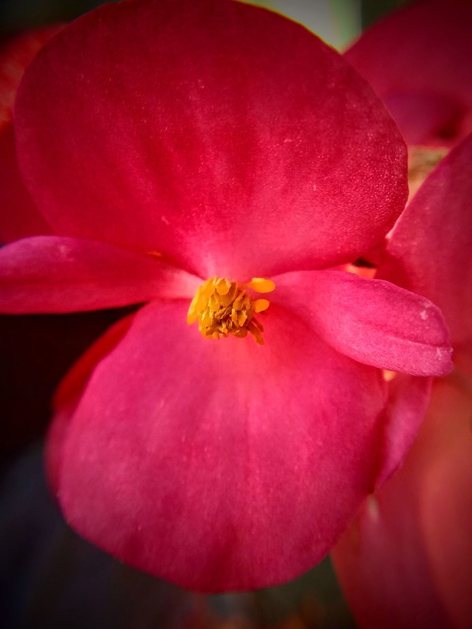 CLOSE-UP OF PINK FLOWER POLLEN