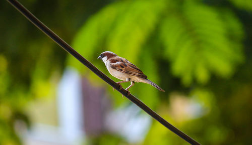 Low angle view of bird perching on cable