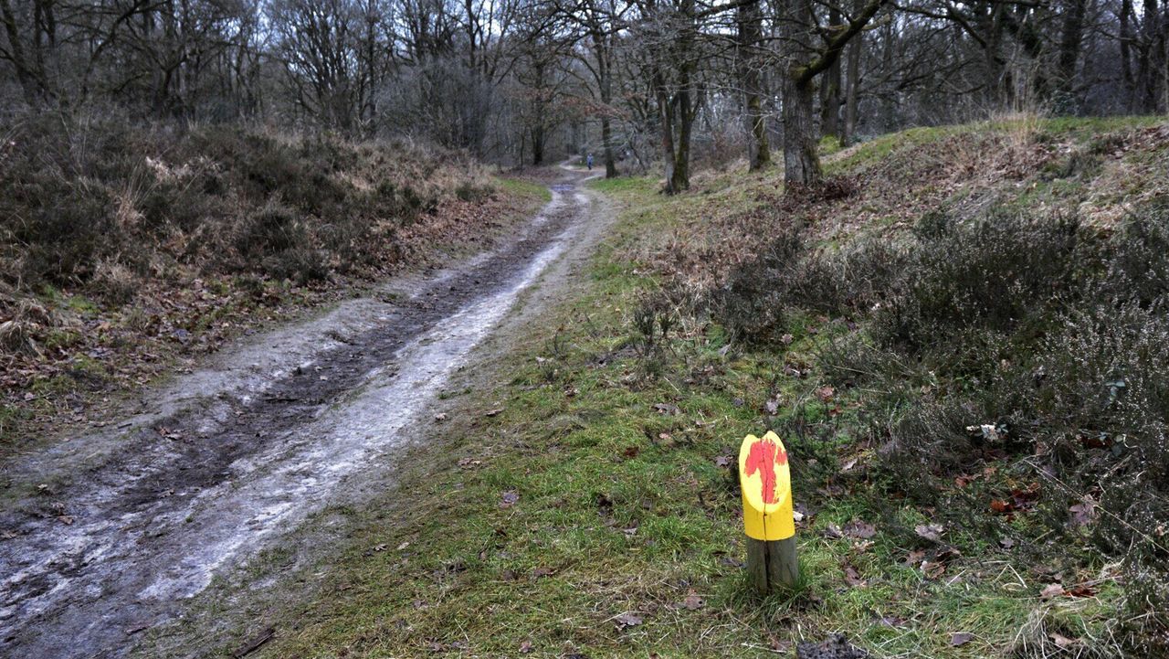 tree, forest, tranquility, the way forward, grass, growth, nature, tranquil scene, landscape, tree trunk, dirt road, field, non-urban scene, day, woodland, outdoors, no people, transportation, plant, diminishing perspective