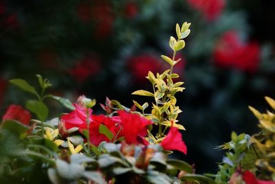 Close-up of red flowering plant