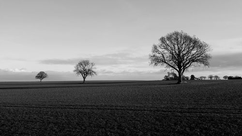 Bare tree on field against sky