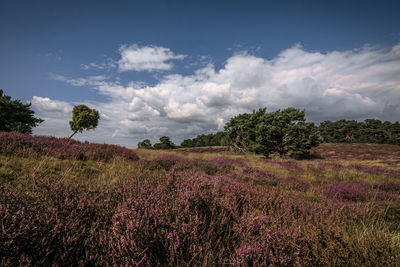 Scenic view of flowering trees on field against sky