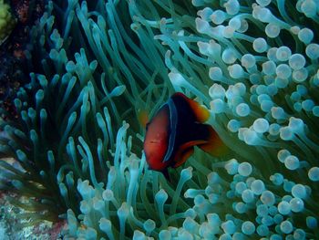 Fish swimming in sea