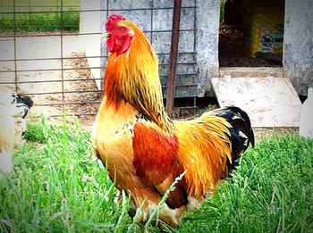 Rooster on field