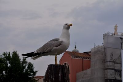 Low angle view of seagull perching on wooden post