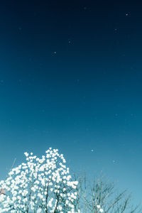 Low angle view of trees against sky at night