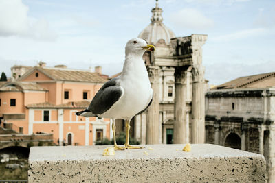 Seagull perching on built structure in city